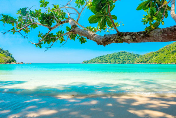 view of a tropical beach from under some trees
