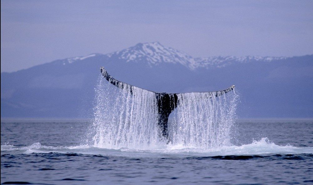 Whale Tail. Alaska yacht charter.