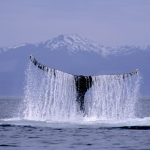 Whale Tail. Alaska yacht charter