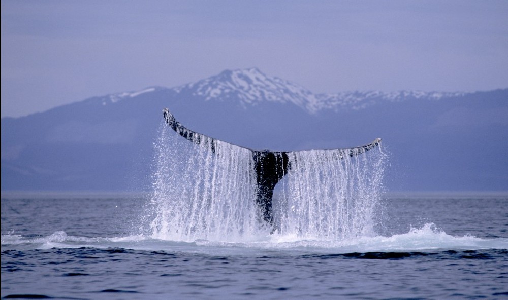 Whale Tail. Alaska