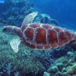 dive-snorkel-turtle