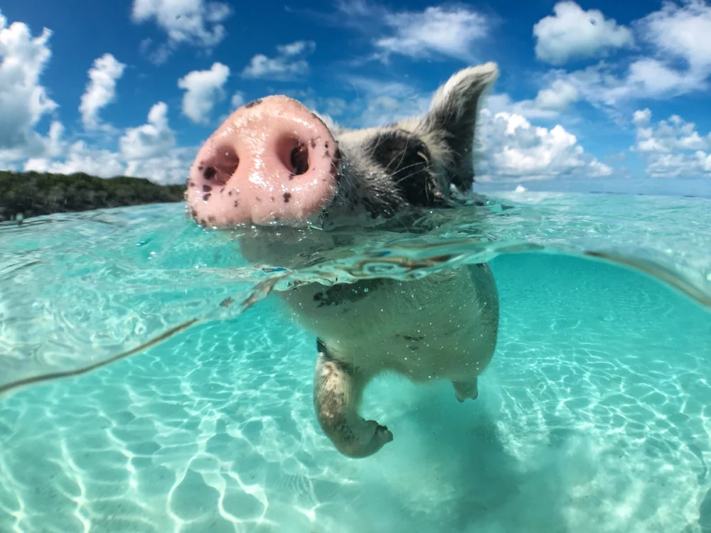 a pig swimming in clear waters - Exuma
