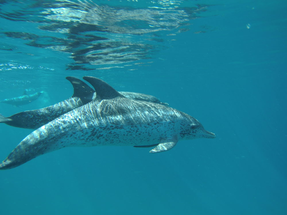 Dolphins viewed during a scuba diving trip