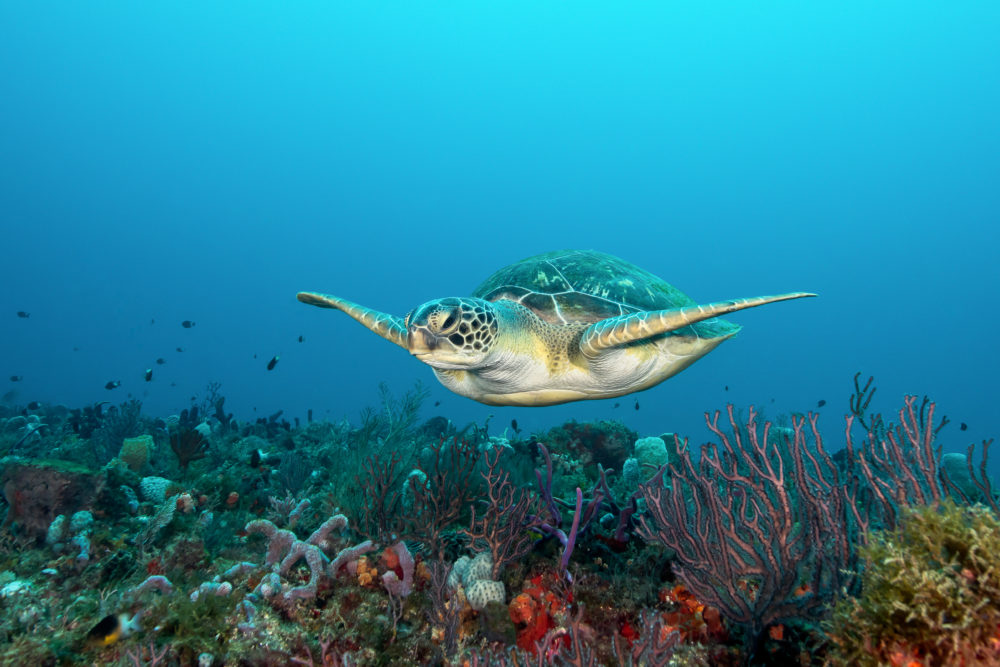 Scuba diving photo of a turtle gracefully swimming.