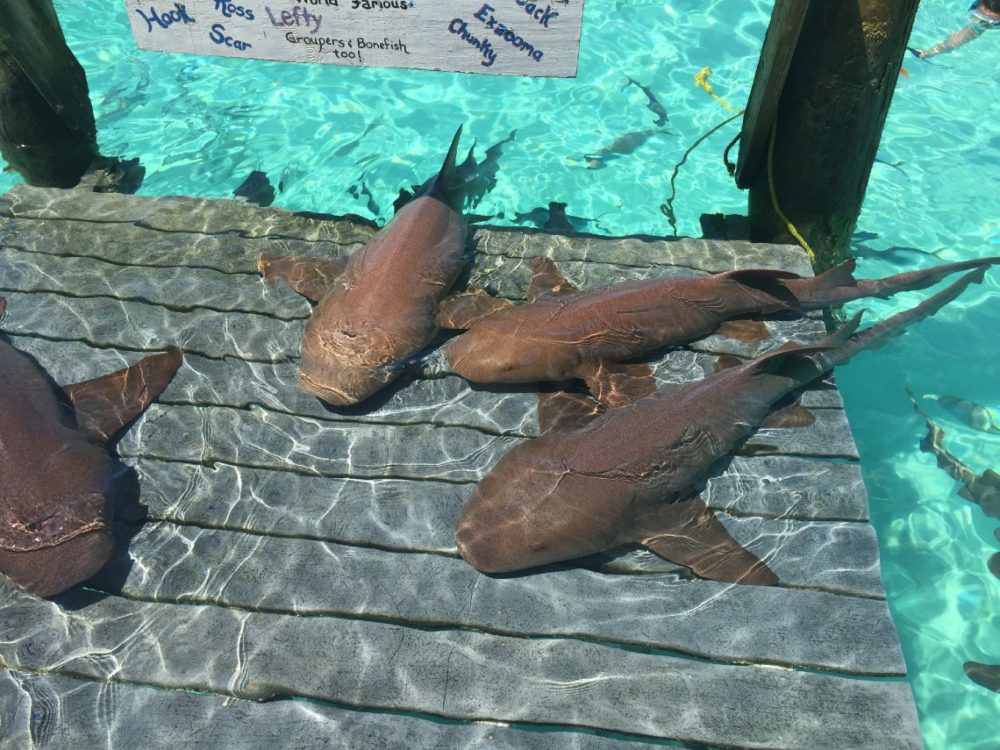 compass cay and its sand sharks. An attraction.