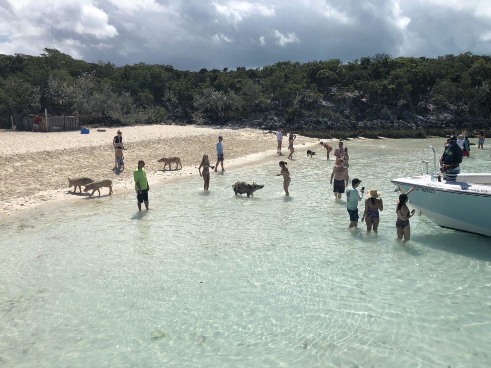 Swimming with pigs on Big Major Cay.