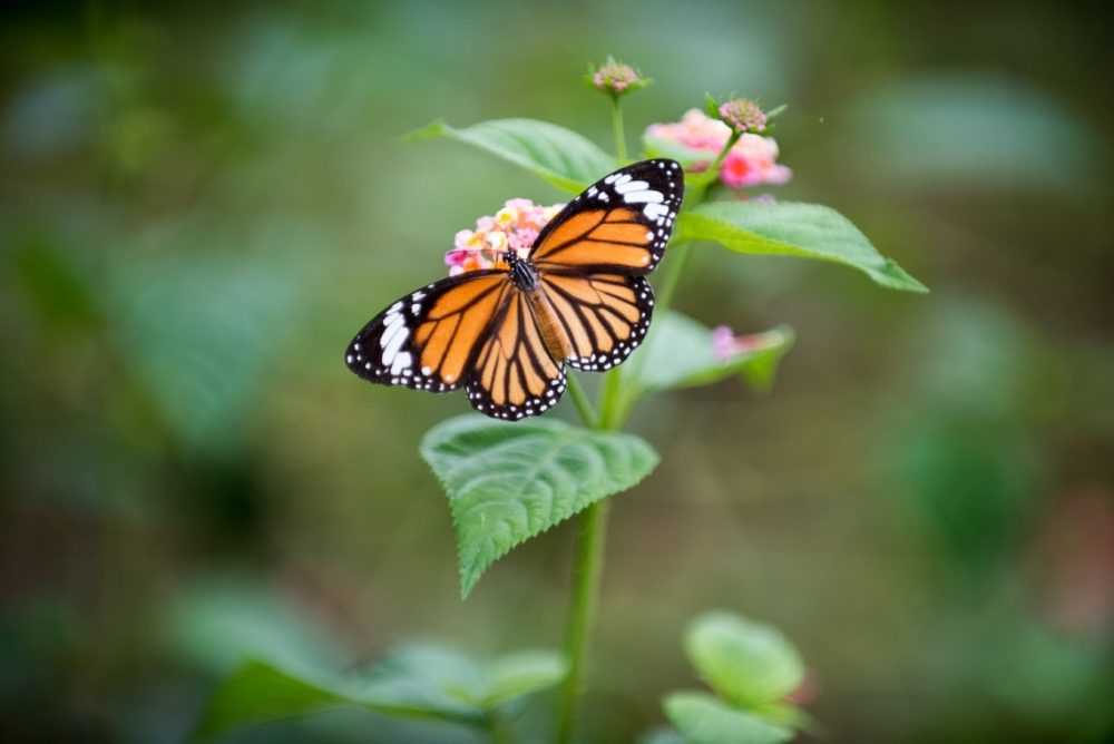 Charlotte Rhoades Garden and Butterfly Park. Photo by Daniel Klein on Unsplash.