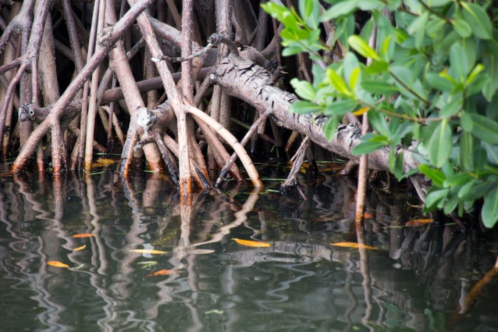 Florida Keys mangroves