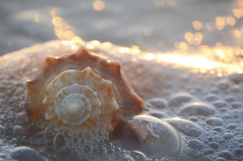 Seashell on Sanibel Island