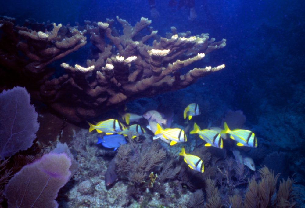 Staghorn Coral and tropical fish