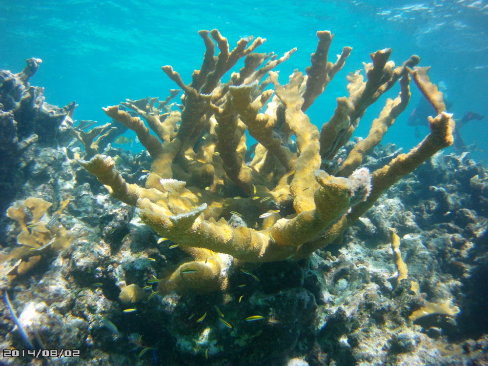 Coral during 10 best dive sites in Florida by AquaDive Safaris