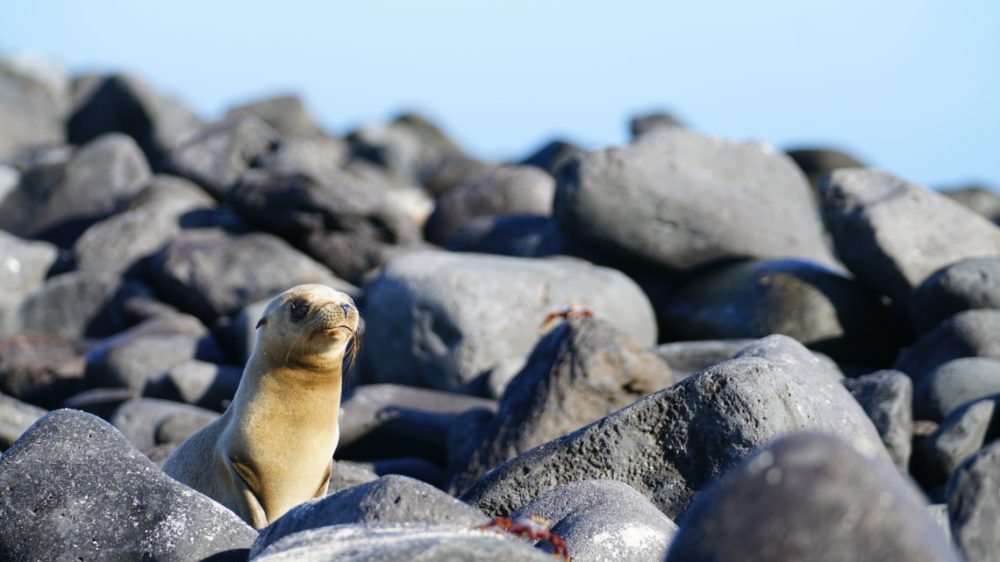 Galapagos, a stop on South America Charter Itineraries