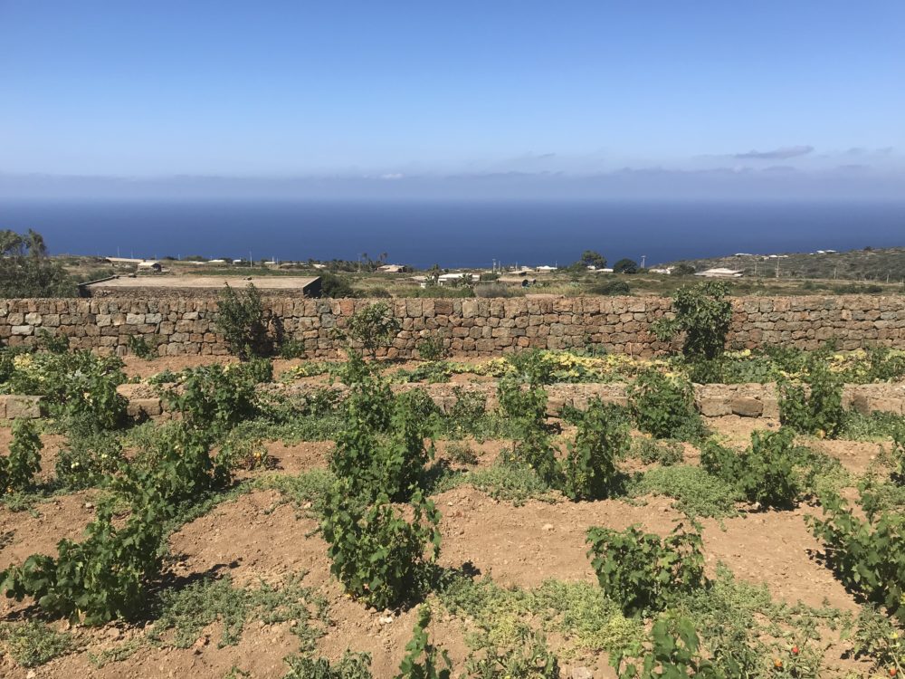 Alberello (bush) grapevines on the island of Pantelleria, Sicily