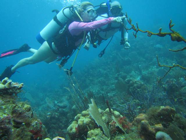 Go to one of the USVI Scuba Diving Sites