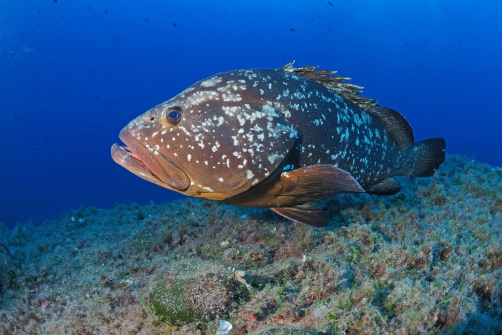 Giant grouper. Photo by Pascal van de Vendel on Unsplash.
