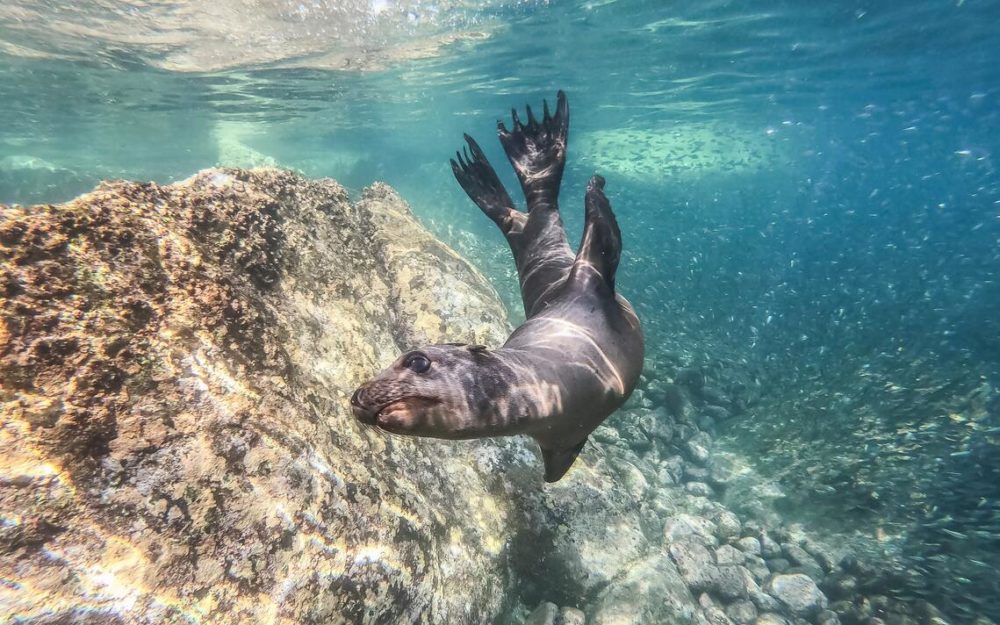 Get lucky to see this SEA LION while on the sea of cortez yacht charter