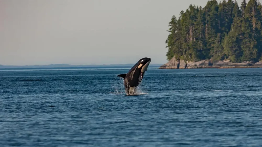 Best North American Yacht Charters whale watching in Alaska