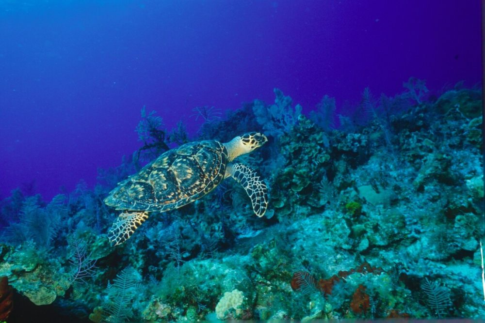 Sea turtle in the BVI