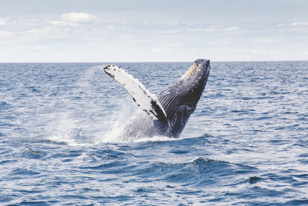 Humpback whales in the BVI