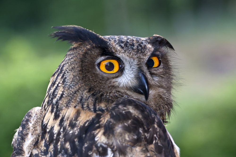 Eurasian Eagle Owl in Ucka Nature Park