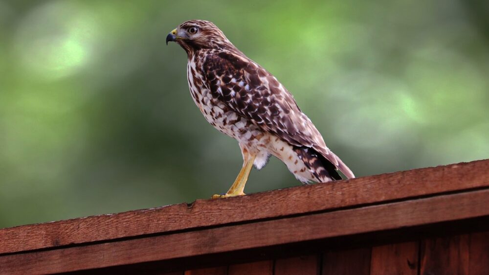 bvi wildlife red tailed hawk. Wildlife returning to the British-Virgin-Islands.