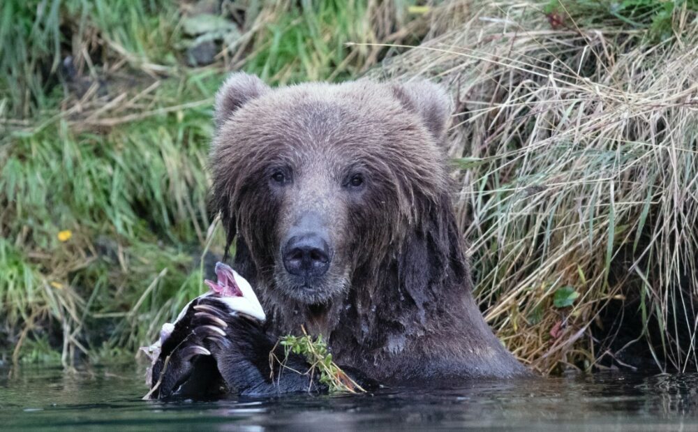 An Alaskan Bear feeding