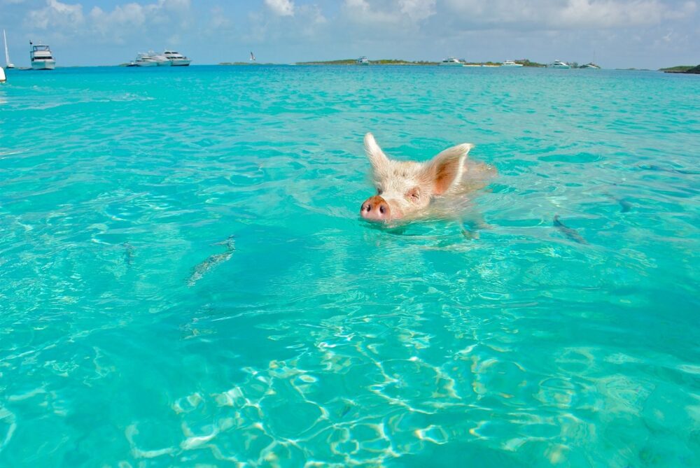 Swimming pig in the Exumas, Bahamas