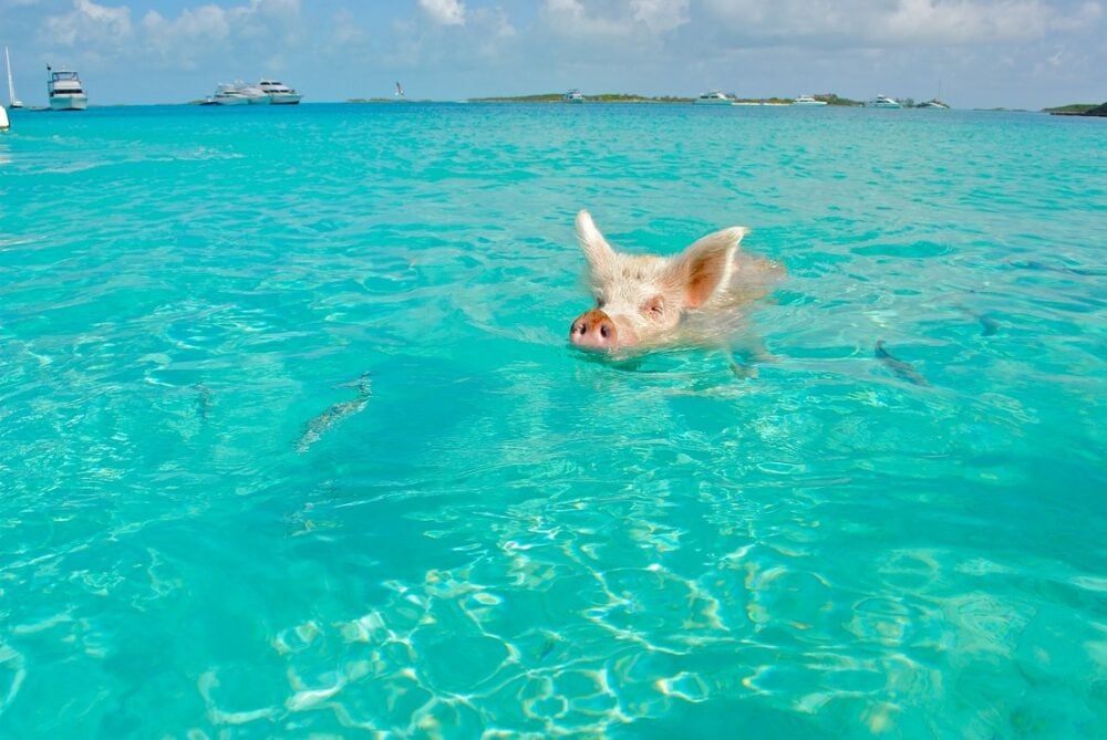 a pig swimming in clear waters