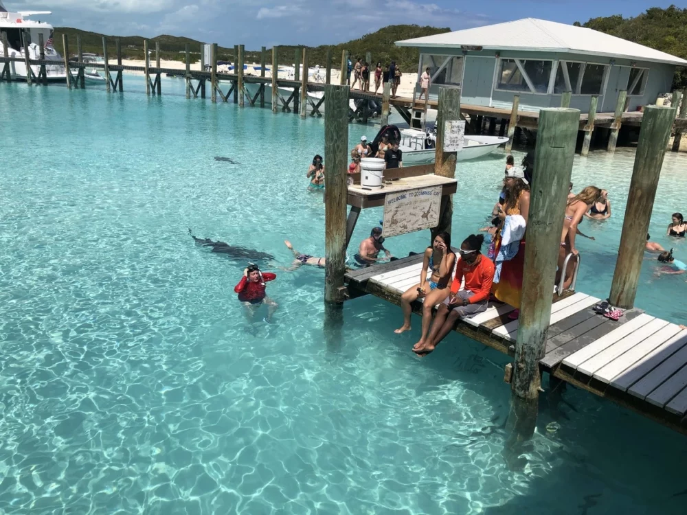 Exuma to Harbour Island Itinerary friendly nurse sharks at Compass Cay Marina