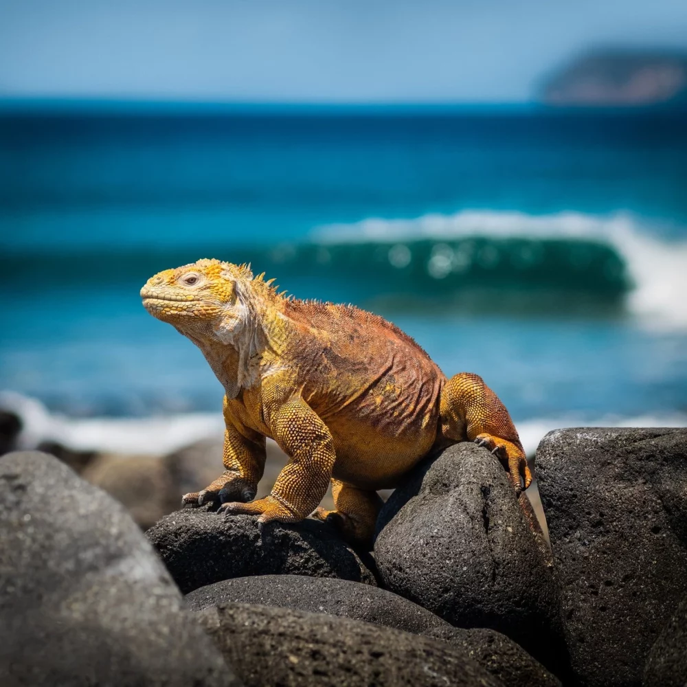 Galapagos Islands Yacht Charter