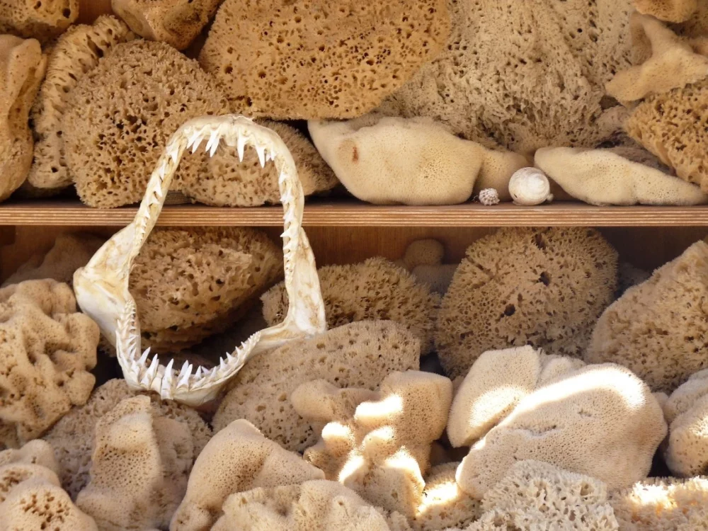 Sponges and shark jaw on Kalymnos