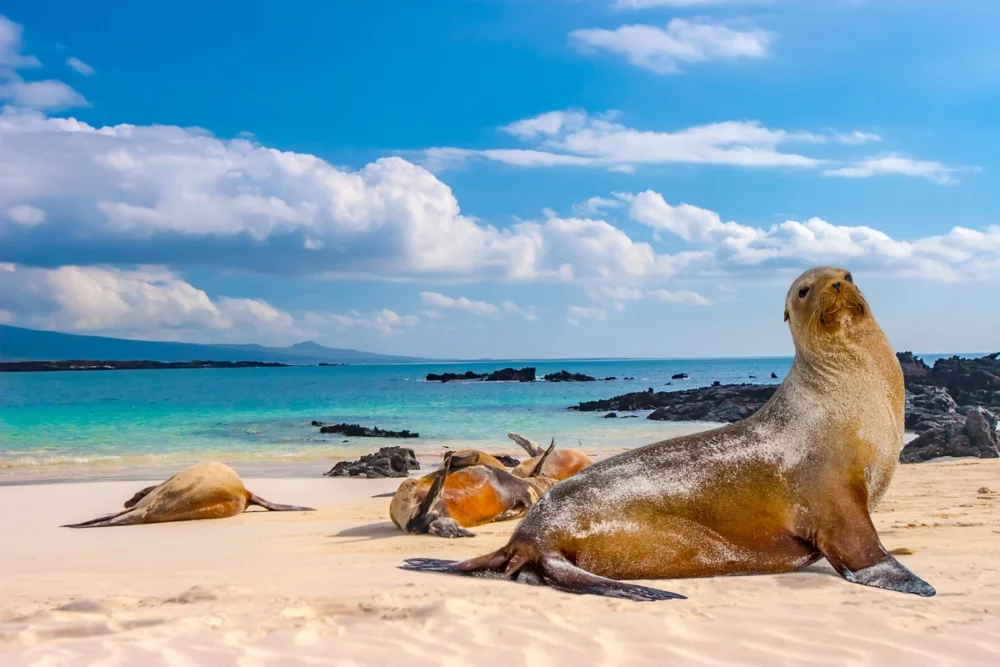 galapagos islands yacht charter