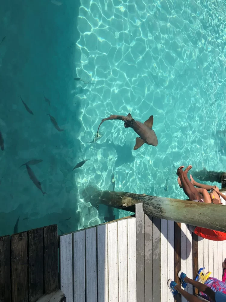 Compass Cay | Swim with the Sharks