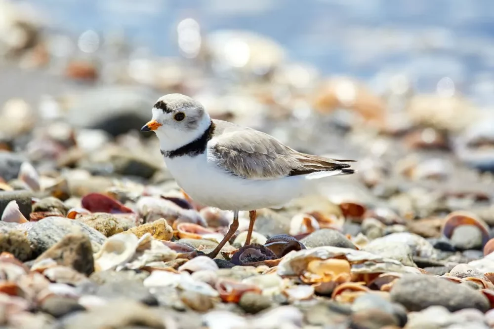 Stonington | A Voyage through Maritime History