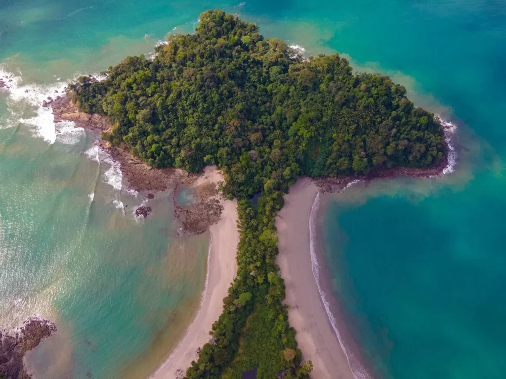 Ocean Tree at Nacional Manuel Antonio Park in Costa Rica