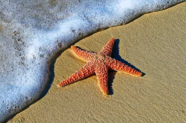 a starfish on the sand close to the ocean water