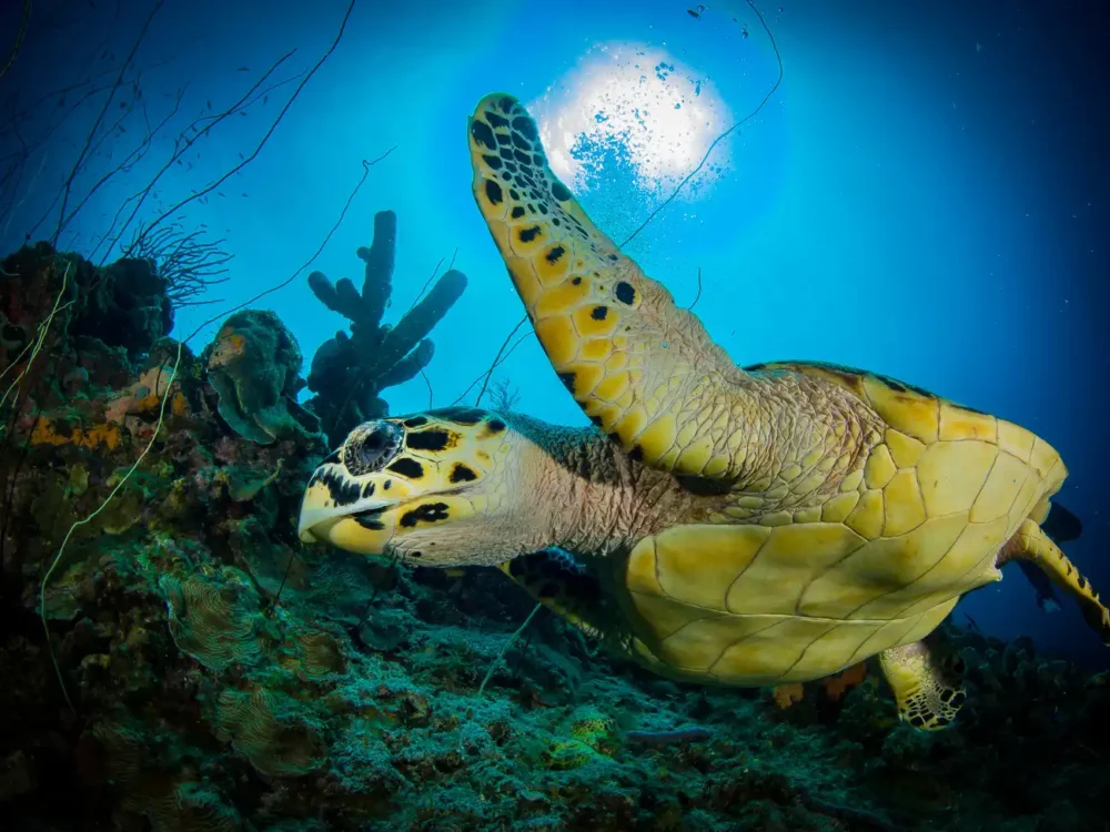 curacao snorkeling