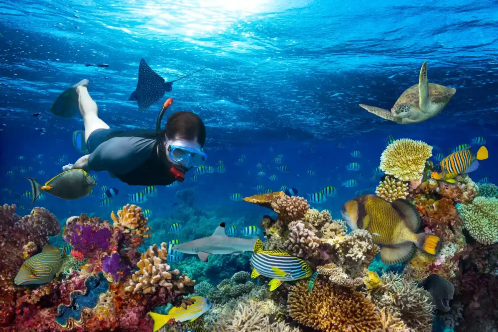 BVI vs. St.Lucia Charter