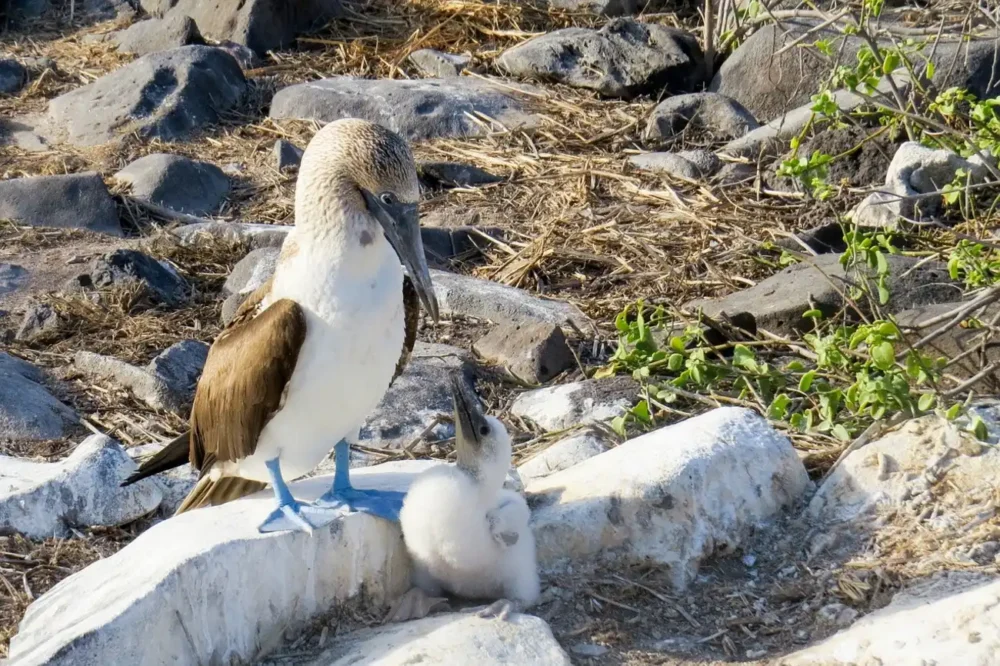 blue footed bobby